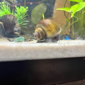 One Juvenile Wild Brown Mystery 🐌